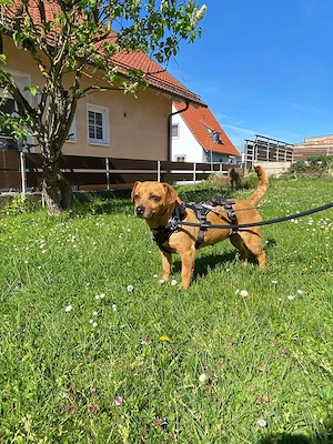 Jördis ca. 30 cm   Die kleine Mama [auf Pflegestelle in 97714 Oerlenbach]