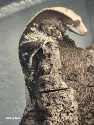 Kronengecko weibchen 