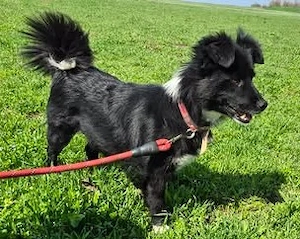 Kleine Emilie - sucht das große Glück