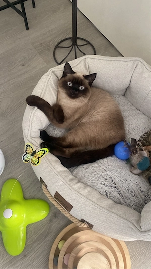 BKH Seal Point -SIAM Katze 