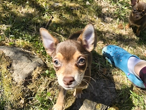 Chihuahua-Mix Mädchen  Bild 5