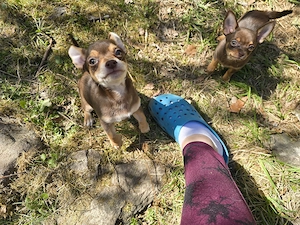 Chihuahua-Mix Mädchen  Bild 6