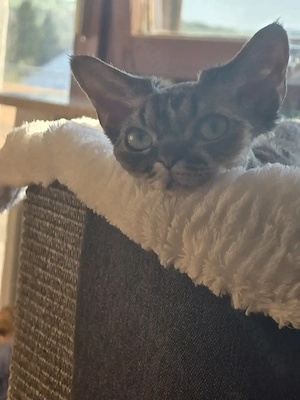 Junges, hübsches  Mädchen Lika sucht ein neues liebevolles Zuhause! Bild 6