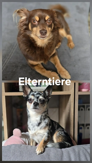 Chihuahua-Mix Mädchen  Bild 7