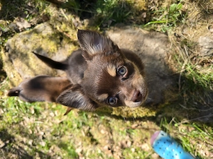 Chihuahua-Mix Mädchen