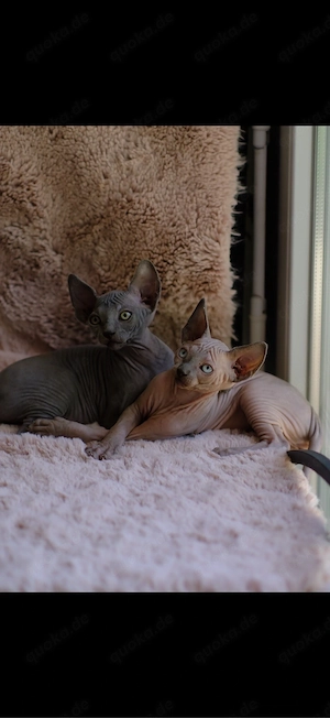 sphynx kitten 
