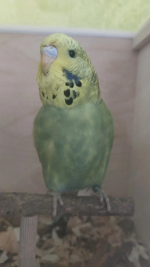 Wellensittich    Halbstandard 