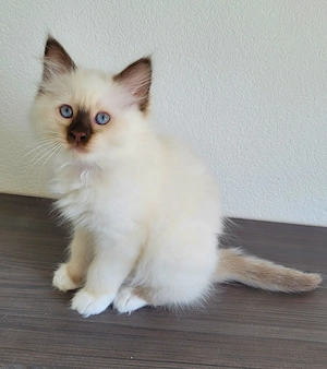 Heilige-Birma Kitten