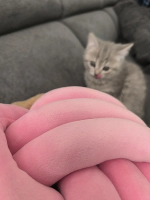 BKH Mix Babykatze (weiblich) zu verkaufen   