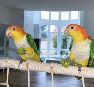 Rostkappenpapageien Mango & Kiwi suchen ein liebevoles Hause  