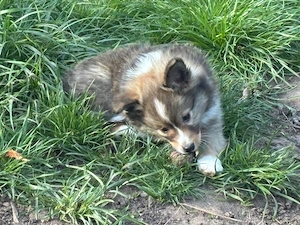 Sheltie Australian Shepherd mix suchen ein liebevolles zuhause 