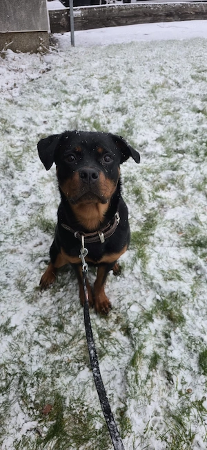 Mila sucht ihr Zuhause fürs Leben     