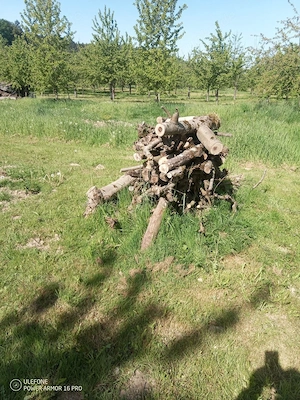 Brennholz aus Obstbäumen zu verkaufen