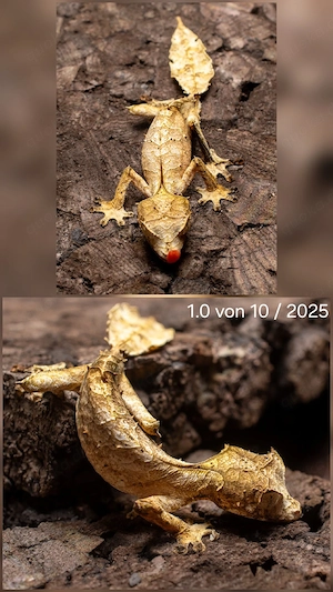 uroplatus phantasticus 2.2