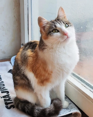 süße liebe junge Glückskatze Gibsy sucht ein tolles Zuhause