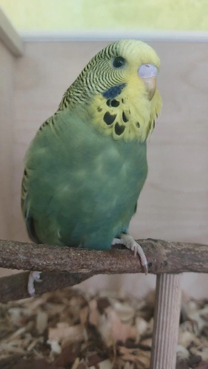 Wellensittich    Halbstandard 