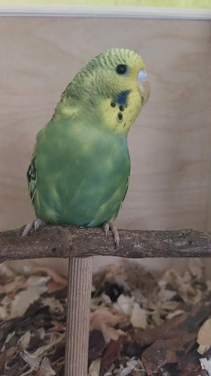 Wellensittich    Halbstandard 