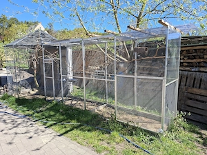 Pfirsichköpfchen Agapornieden Bild 8