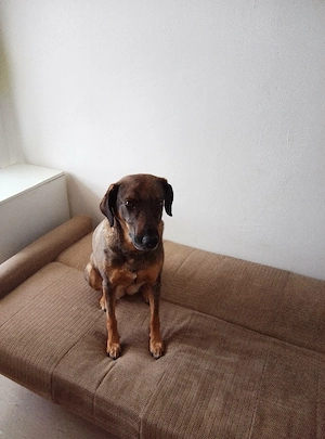 Mus meine hündin in  gute hände verk.