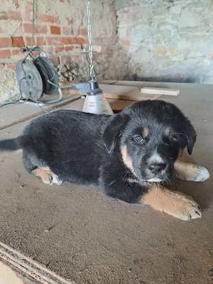 3 süsse Schäferhundmixwelpen suchen bald ein liebevolles für immer zuhause !!!