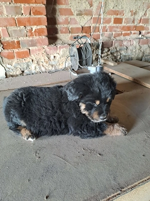 Ein süsser Schäferhundmixwelpen sucht noch ein liebevolles für immer zuhause !!!