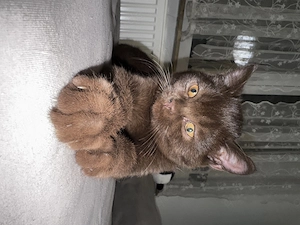 BKH Braun kitten katze