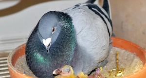 Brieftauben und Pfautauben