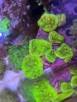 Ableger Chalice Space Invader 