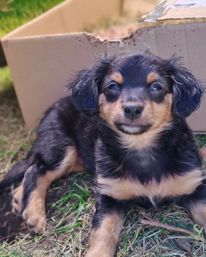 Süße Mäuse suchen Dosenöffner 