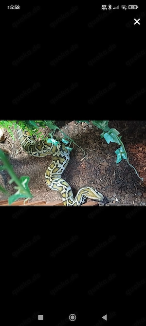 0.1 Tigerpython von 2023