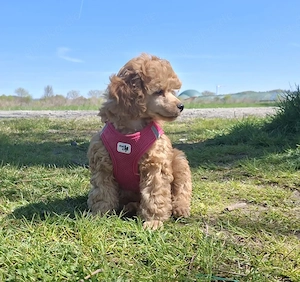 1 Reinrassige Toypudel  (Rüde) Bereit zum Abholung t