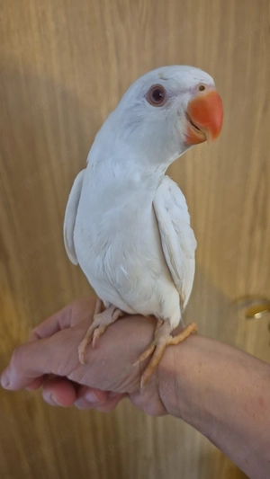 Halsbandsittich Albino