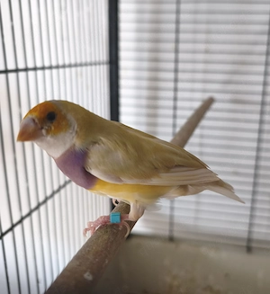 Gouldamadinen familya Bild 7