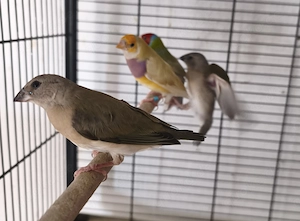 Gouldamadinen familya Bild 5