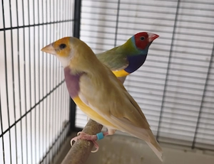 Gouldamadinen familya Bild 6