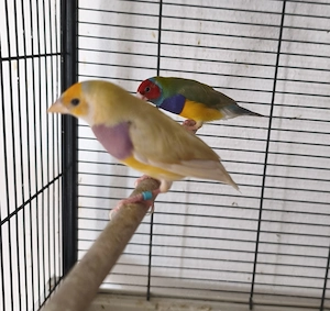 Gouldamadinen familya Bild 4