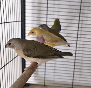 Gouldamadinen familya Bild 3