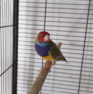 Gouldamadinen familya Bild 8