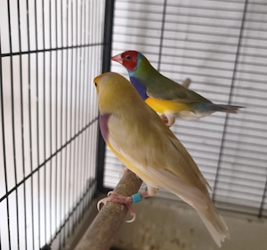 Gouldamadinen familya