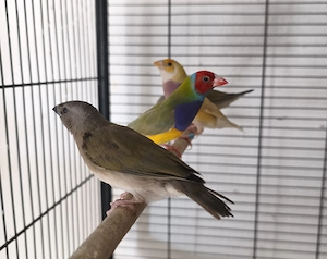 Gouldamadinen familya Bild 2