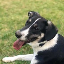 Mira W 48 cm   die Schöne [auf Pflegestelle in D-06895 Kropstädt]