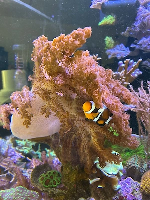 großer Ableger Sinularia mollis