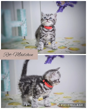Noch 1 BKH-Junge im Whiskas-Look (Black-Silver-Tabby-Classic) abzugeben Bild 8