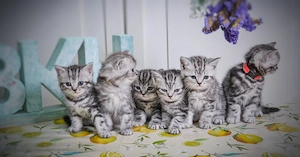 Noch 1 BKH-Junge im Whiskas-Look (Black-Silver-Tabby-Classic) abzugeben Bild 3