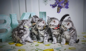 Noch 1 BKH-Junge im Whiskas-Look (Black-Silver-Tabby-Classic) abzugeben Bild 2