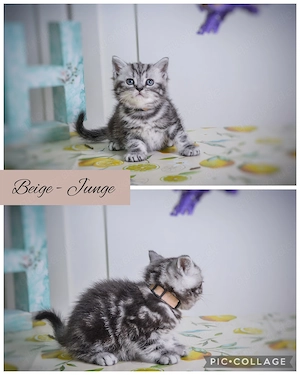 Noch 1 BKH-Junge im Whiskas-Look (Black-Silver-Tabby-Classic) abzugeben Bild 5