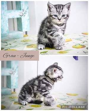 Noch 1 BKH-Junge im Whiskas-Look (Black-Silver-Tabby-Classic) abzugeben Bild 4