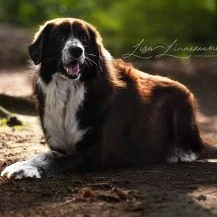 Harry B 65 cm   ein treuer Prachtkerl [auf Pflegestelle in D-55422 Bacharach-Steeg] Bild 9