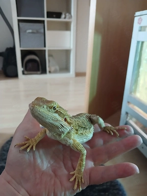 Bartagame weibl 6 Monate jung