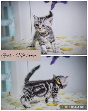 Noch 1 BKH-Junge im Whiskas-Look (Black-Silver-Tabby-Classic) abzugeben Bild 9